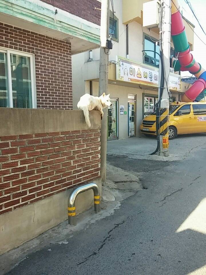 개의 탈을 쓴 고양이 | 인스티즈