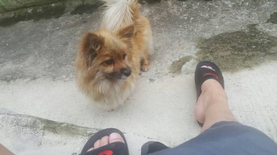 저희집 댕댕이랑 옆집 아깽이~ | 인스티즈