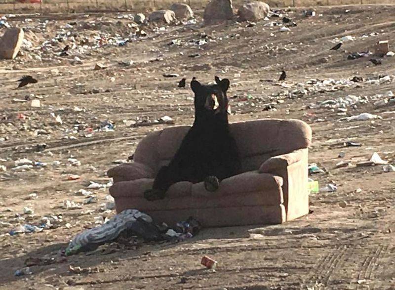 캐나다에서 소파를 그냥 버리면 | 인스티즈