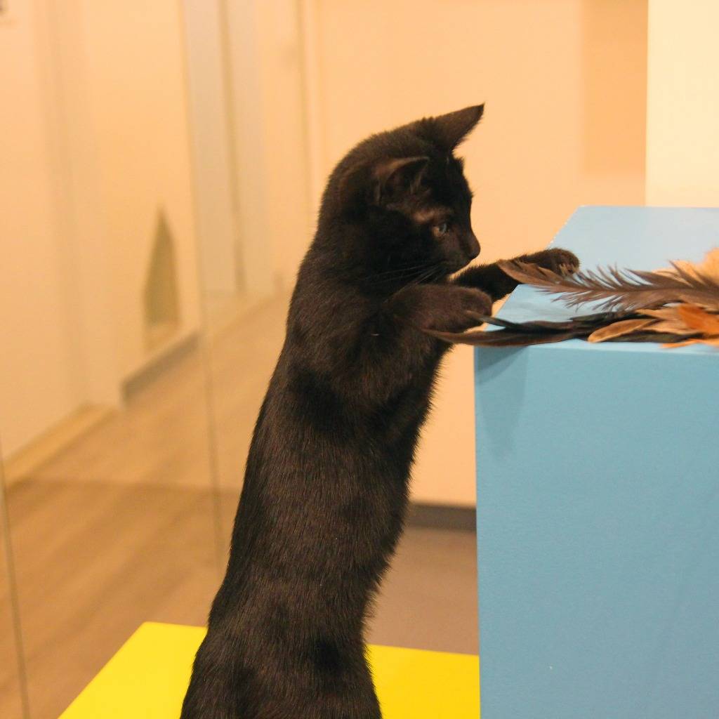 우리 깜둥이보고 가시죠ㅎ | 인스티즈