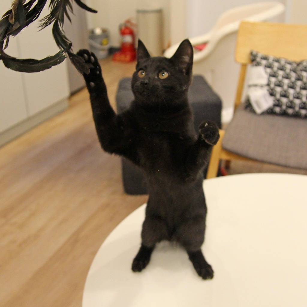 우리 깜둥이보고 가시죠ㅎ | 인스티즈