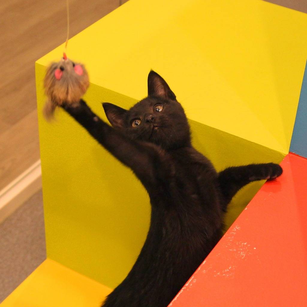 우리 깜둥이보고 가시죠ㅎ | 인스티즈