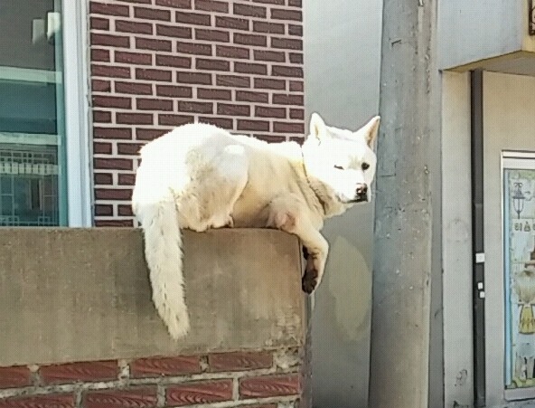 개의 탈을 쓴 고양이 | 인스티즈