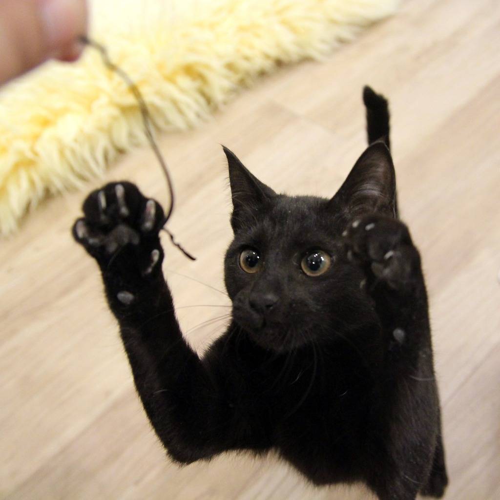 우리 깜둥이보고 가시죠ㅎ | 인스티즈