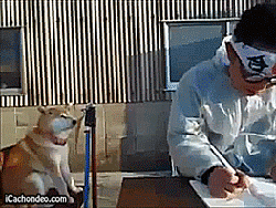 졸지마라 시바 | 인스티즈