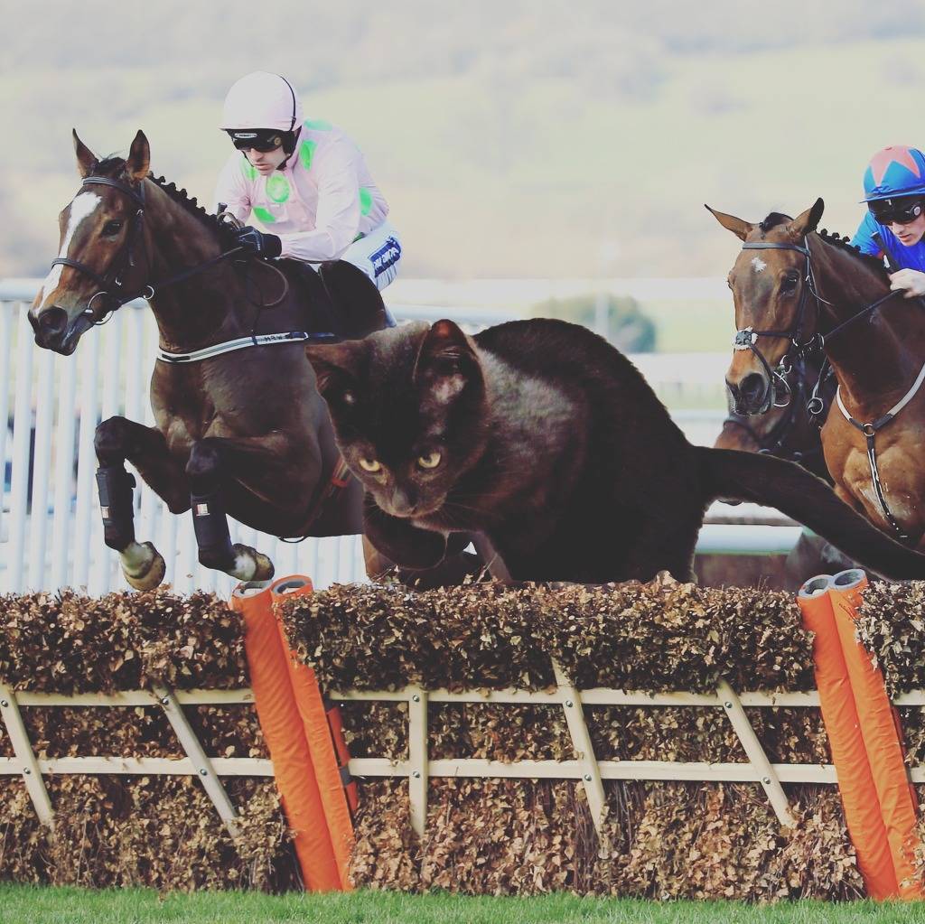 우리 깜둥이보고 가시죠ㅎ | 인스티즈