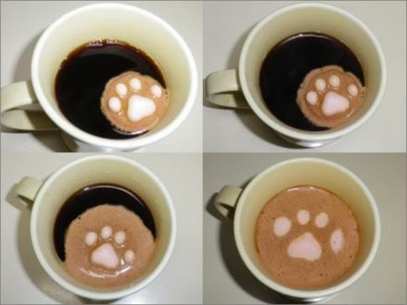 일본의 고양이 마쉬멜로 | 인스티즈