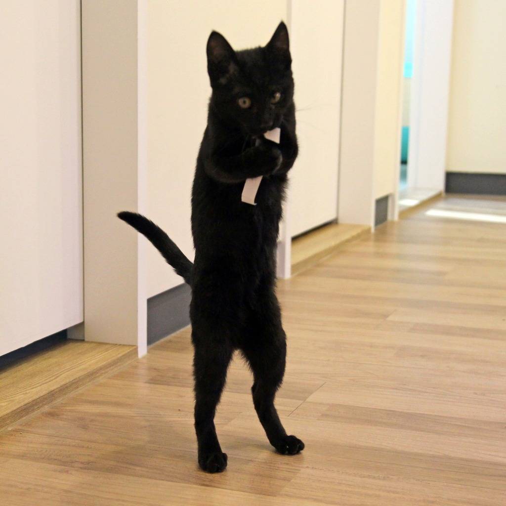 우리 깜둥이보고 가시죠ㅎ | 인스티즈