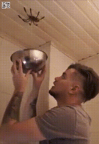 [재업] 거미를 막 잡으면 안되는 이유 (깜놀주의야!) | 인스티즈