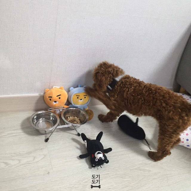 강아지 밥 안먹을때 꿀팁 | 인스티즈