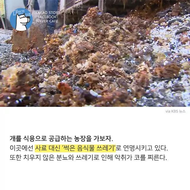 개고기를 먹지말아야 하는 설득력이 있는 이유 | 인스티즈