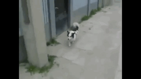 진화의 시작 | 인스티즈