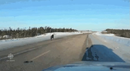 캐나다의 국도.gif | 인스티즈