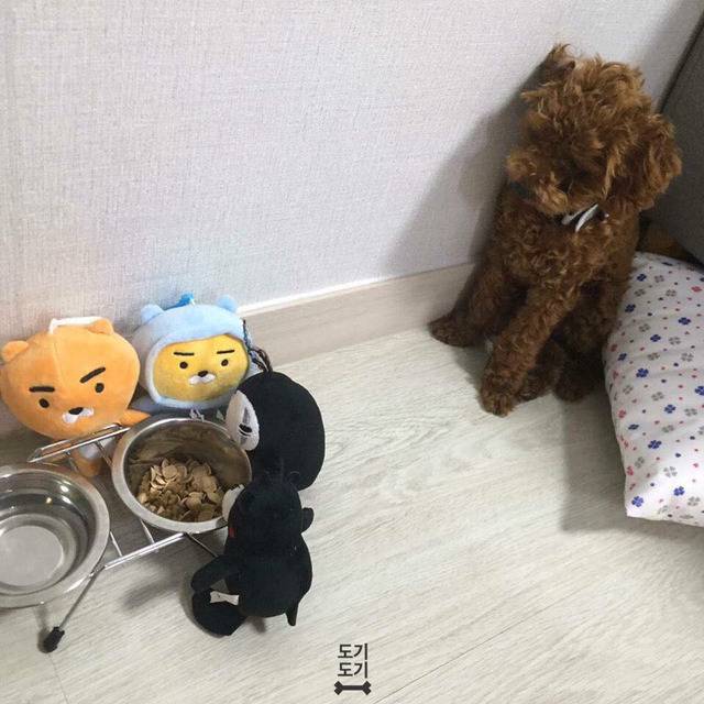 강아지 밥 안먹을때 꿀팁 | 인스티즈