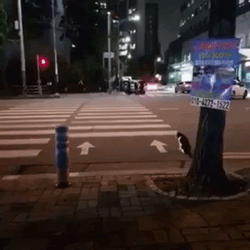 신호 잘 지킨다냥 | 인스티즈