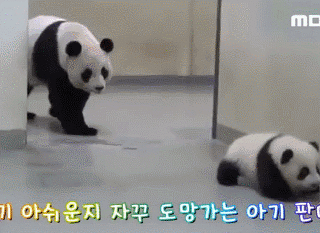 잠 자기 싫어서 도망가는 팬더 | 인스티즈