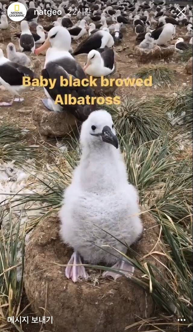알바트로스 새끼 | 인스티즈