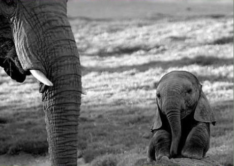 야생동물의 새끼들 | 인스티즈