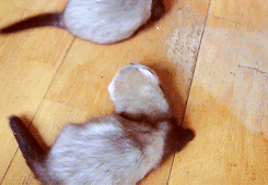 흉폭한 족제비.jpg | 인스티즈