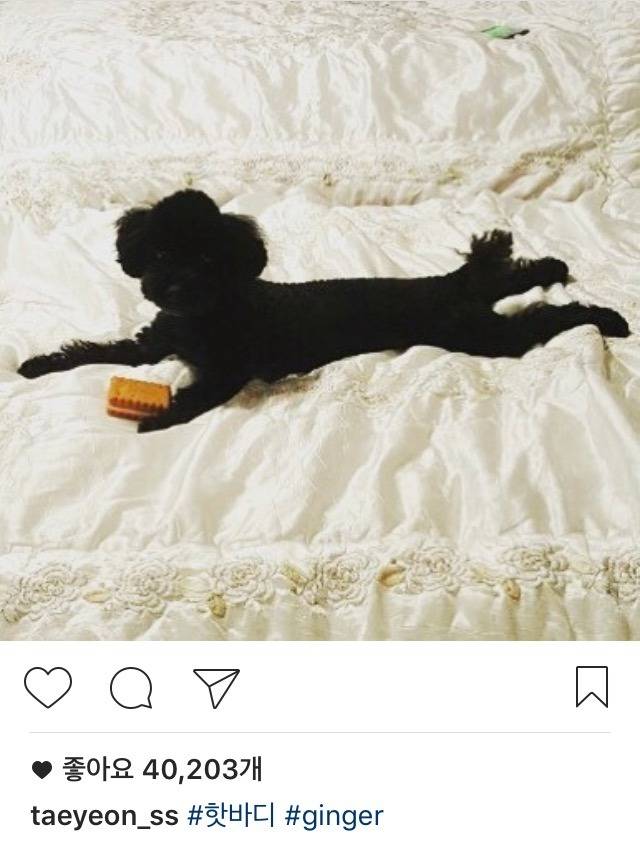 탱스타그램 | 인스티즈