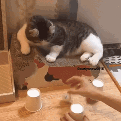 냥이들이 좋아하는 놀이! | 인스티즈