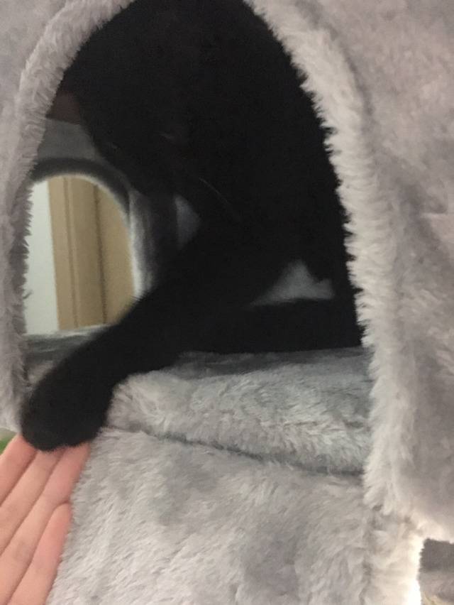 넌 냥이가 아니지? | 인스티즈