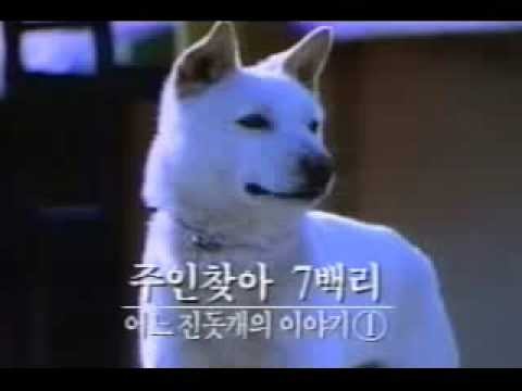 견종 이야기 - 진돗개 | 인스티즈