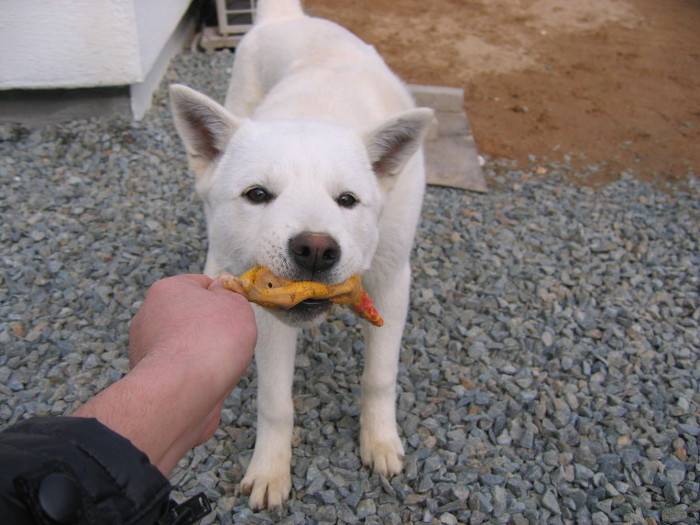 견종 이야기 - 진돗개 | 인스티즈