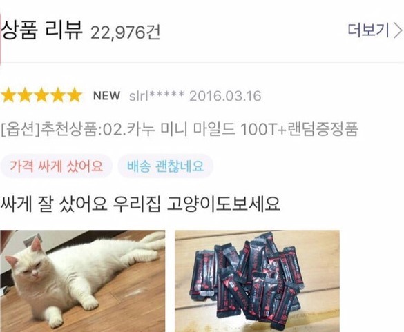 고양이는 덤 | 인스티즈