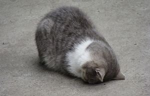 귀엽게 자는 고양이 | 인스티즈