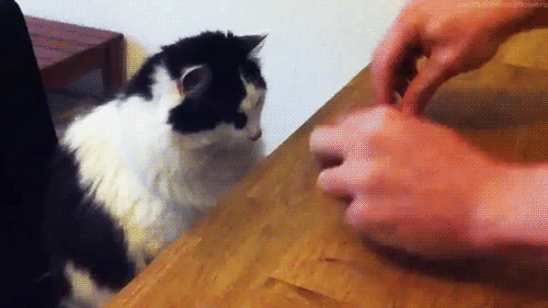 냥이들이 좋아하는 놀이! | 인스티즈