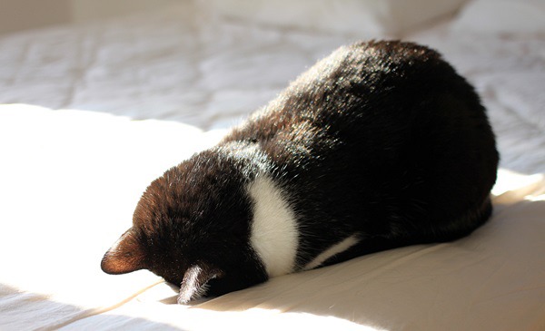 귀엽게 자는 고양이 | 인스티즈