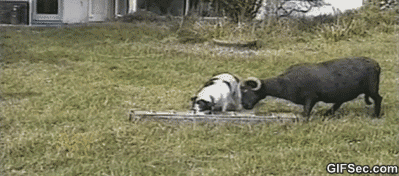 염소는 참지않긔 | 인스티즈