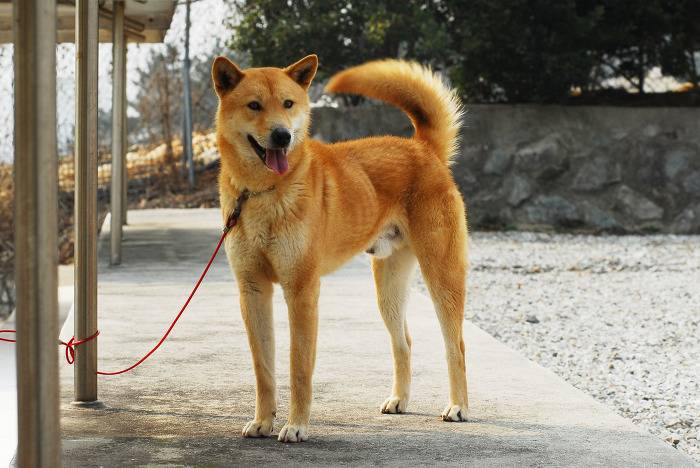 견종 이야기 - 진돗개 | 인스티즈