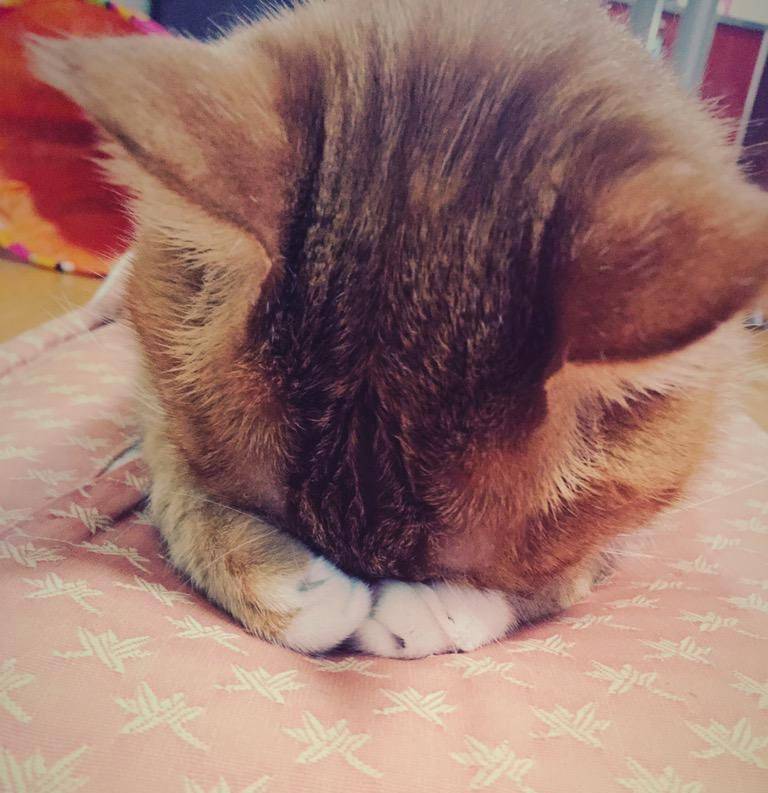 귀엽게 자는 고양이 | 인스티즈