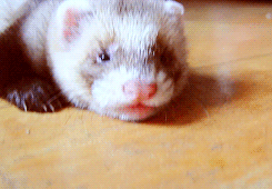 흉폭한 족제비.jpg | 인스티즈