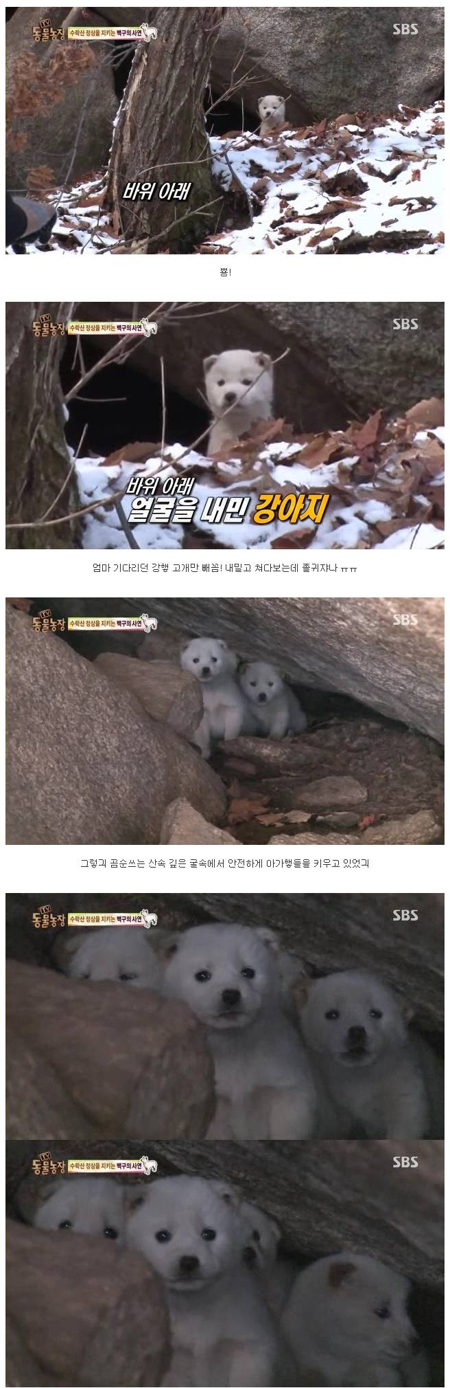 산을 지키는 멍뭉이들 | 인스티즈