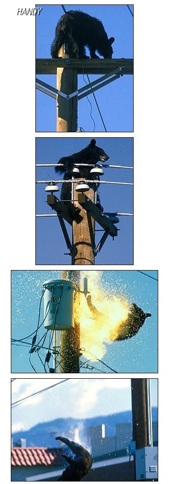 야이 미련 곰탱아 거긴 올라가면 안돼 | 인스티즈