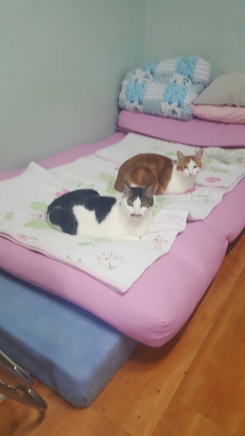 키우는 고양이 2마리 | 인스티즈