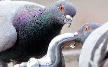 음수대에서 물마시면 안되는 이유.reason | 인스티즈