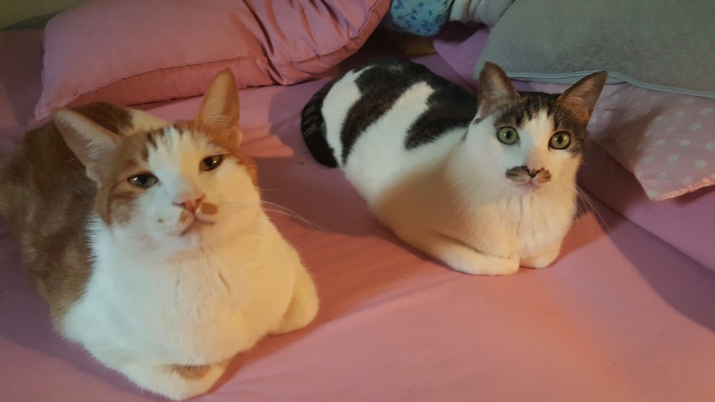 키우는 고양이 2마리 | 인스티즈