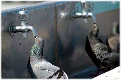 음수대에서 물마시면 안되는 이유.reason | 인스티즈