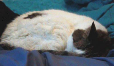 고양이.jpgif | 인스티즈