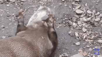 수달이 혼자 노는법.gif | 인스티즈