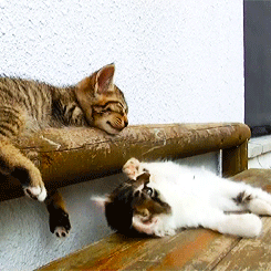 고양이.jpgif | 인스티즈