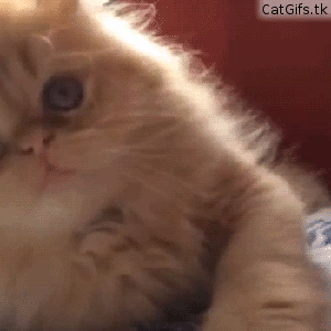 고양이.jpgif | 인스티즈