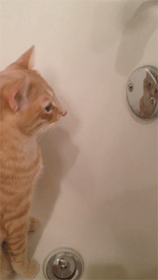 고양이.jpgif | 인스티즈