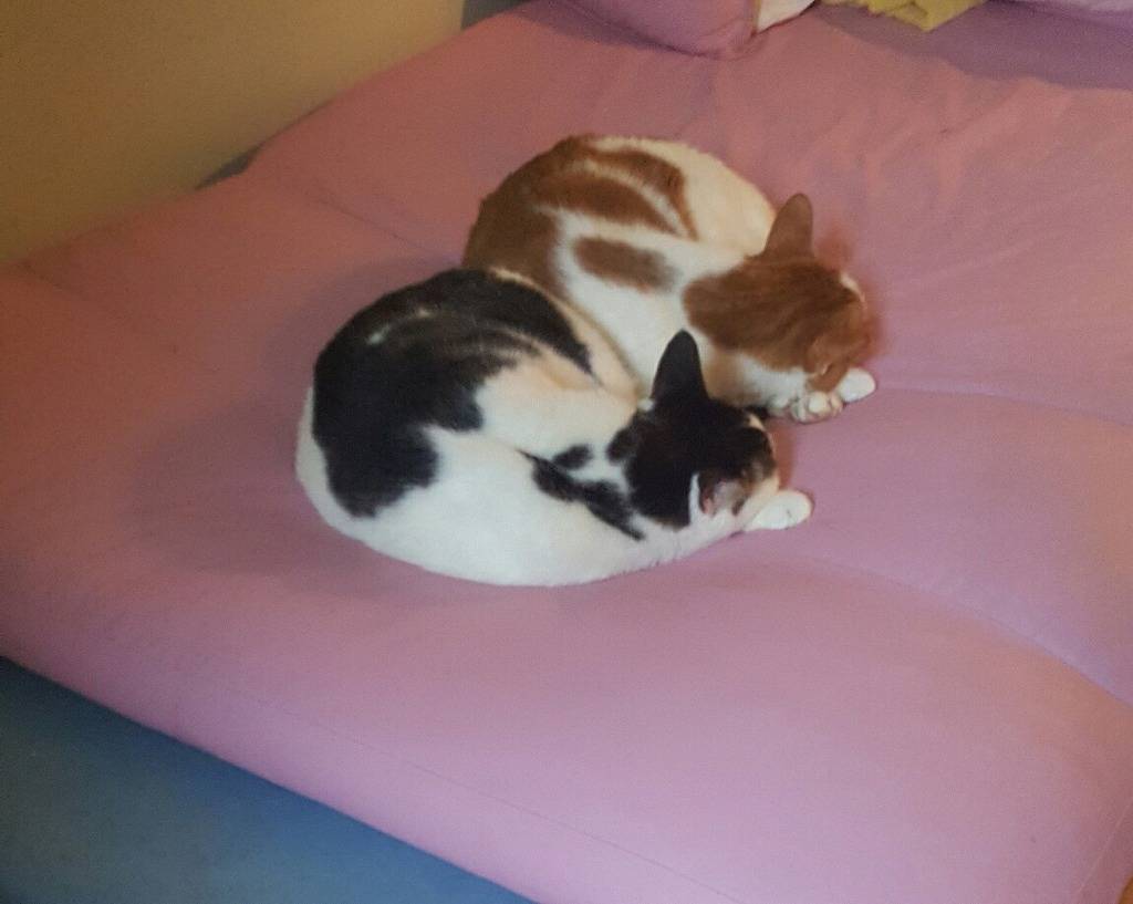 키우는 고양이 2마리 | 인스티즈