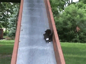 고양이.jpgif | 인스티즈