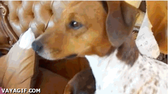 견도 이 냥이 앞에선 천사.gif | 인스티즈